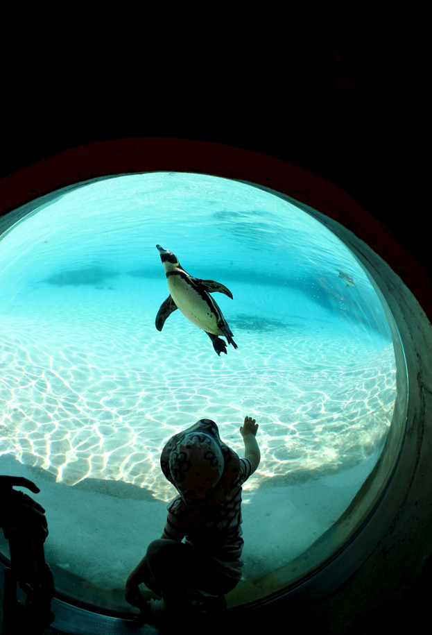Reasons to love your BIAZA zoo or aquarium